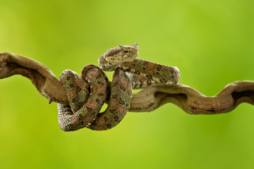 Bothriechis schlegelii, the eyelash viper, is a venomous pit viper species found in Central and South America