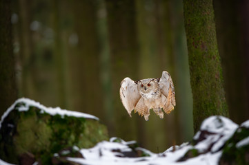 Flying western siberian eagle owl in the forest from the front