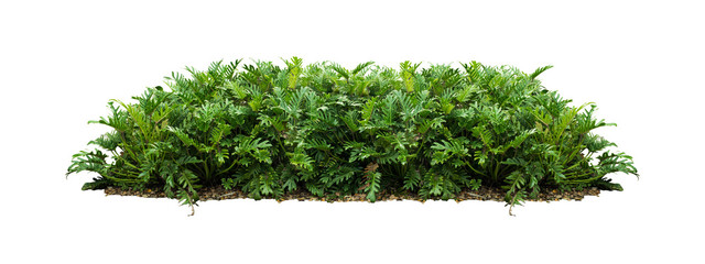plant bush tree isolated with clipping path