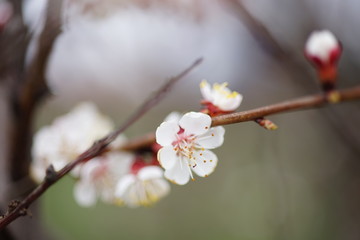 Beautiful fruit tree blooming, spring time apricot blossom at sunset.
