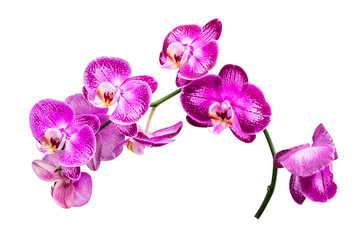 Fototapeta na wymiar flower plant isolated with clipping path