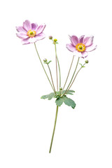 flower plant isolated with clipping path