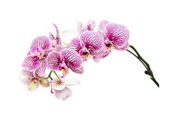 flower plant isolated with clipping path