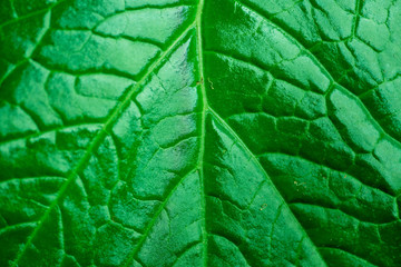 Close up shot of plant leaf