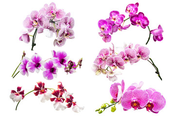 Plakat flower plant isolated with clipping path