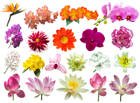 Naklejki flower plant isolated with clipping path
