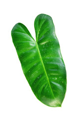 Fototapeta premium green leaves plant isolated with clipping path