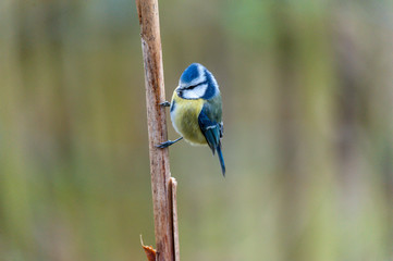 Naklejka premium Blaumeise