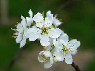 Apple tree branch with the blooming flowers. Spring garden in flowering
