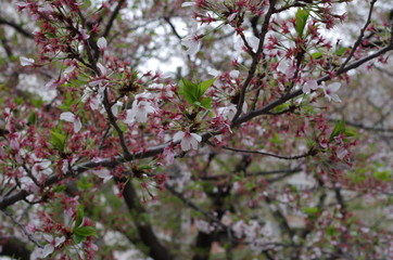 葉桜