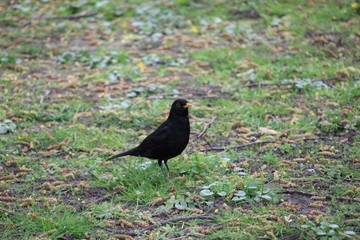 Obraz premium Blackbird in close-up