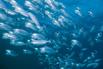 Mackerel school feeding