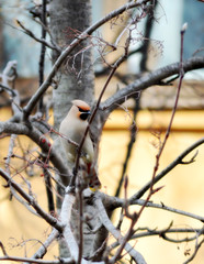 the Waxwing on branch