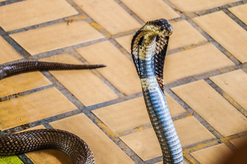 The cobra spread the hood