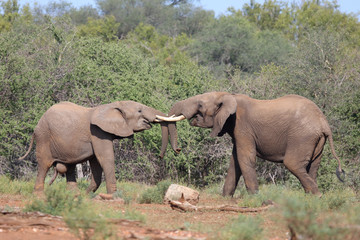 Fototapeta premium Afrikanischer Elefant / African elephant / Loxodonta africana.