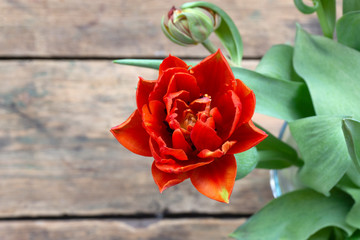 Flowers composition from red tulips on an old wooden background
