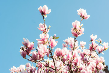 Magnolia flowers full bloom