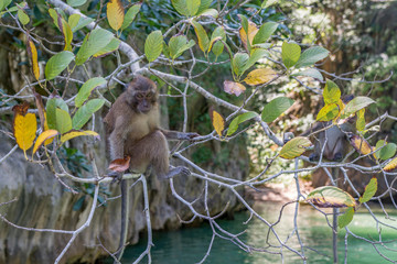 Thailand Phang Nga Bay islands monkeys on Panak Island