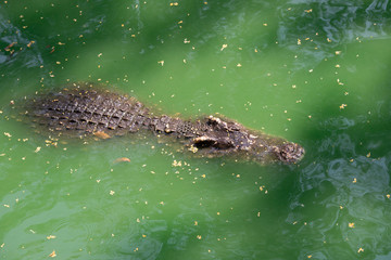 Close up of a large crocodile at the crocodile farm in Thailand