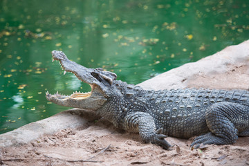 Close up of a large crocodile is opening its mouth at the crocodile farm in Thailand