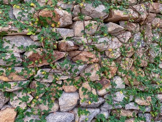 brick wall with plant liana backkground