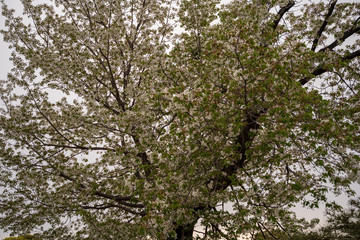 KIYOSUMI TEIEN garden in TOKYO,JAPAN. Spring