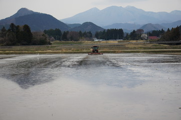 代掻きの頃
