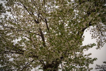 KIYOSUMI TEIEN garden in TOKYO,JAPAN. Spring