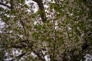 KIYOSUMI TEIEN garden in TOKYO,JAPAN. Spring