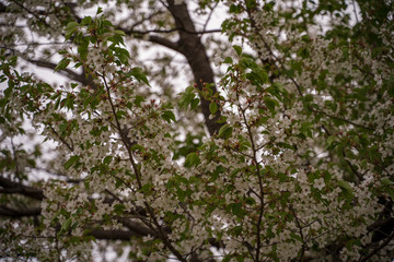 KIYOSUMI TEIEN garden in TOKYO,JAPAN. Spring