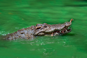 Close up of large crocodile at the crocodile farm in Thailand