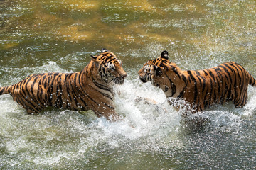 Two Siberian Tigers in fight with each other in the water.