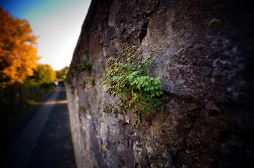 Mauerblümchen am Wegesrand