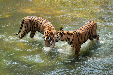 Fototapeta na wymiar Two Siberian Tigers in fight with each other in the water.