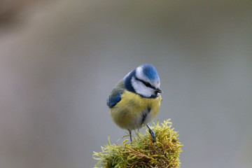 Blaumeise