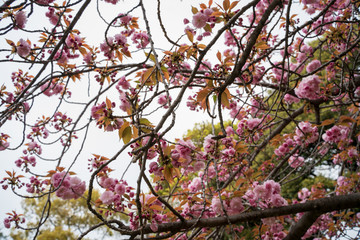 KIYOSUMI TEIEN garden in TOKYO,JAPAN. Spring