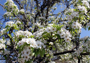 pink cherry blossom flower in spring time over blue sky.