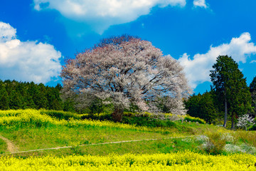 馬場の山桜
