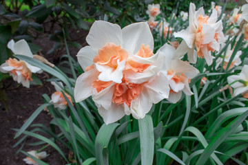 Naklejka premium Yellow, white, orange spring daffodils in Keukenhof park, Netherlands. Daffodils for background.