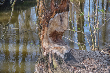 Tree trunk near river gnawed by beavers
