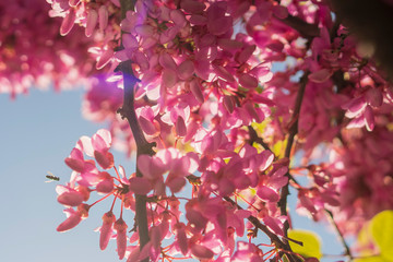 spring tree backght in the park
