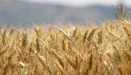 Garínoain, Navarra, España