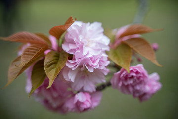 KIYOSUMI TEIEN garden in TOKYO,JAPAN. Spring