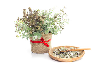 The useful, rare plant (Origanum dictamnus) growing only in Crete (Greece) and the tea from it in a plate on a white background close-up.