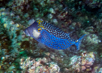 Spotted Boxfish (Ostracion meleagris)