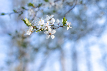 Fruity white flowers.