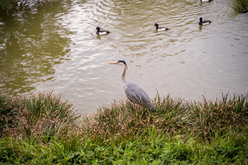 KIYOSUMI TEIEN garden in TOKYO,JAPAN. Spring