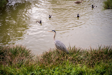 KIYOSUMI TEIEN garden in TOKYO,JAPAN. Spring