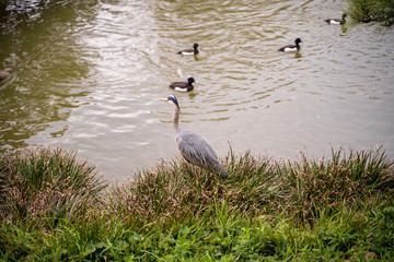 KIYOSUMI TEIEN garden in TOKYO,JAPAN. Spring