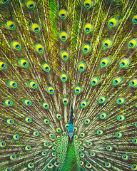 Obraz premium Amazing beauty of a peacock's tail